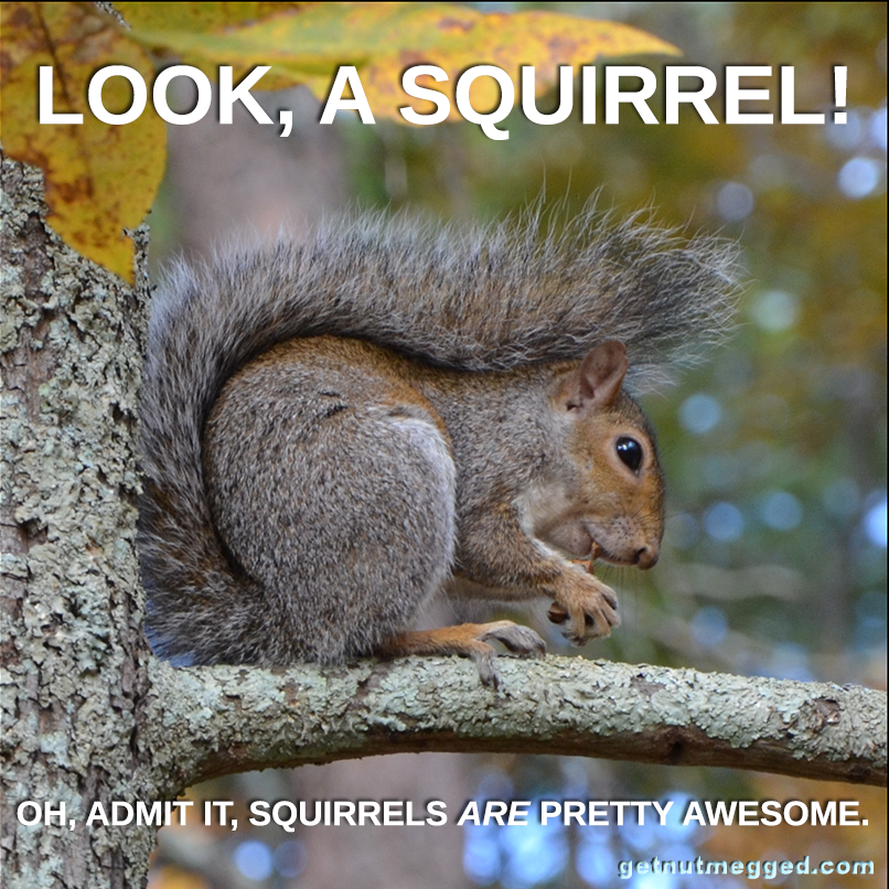 adhd-squirrel-getnutmegged.png