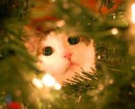 Puppy in Christmas tree